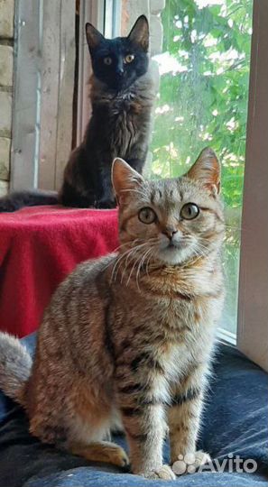 Котята девочки подростки