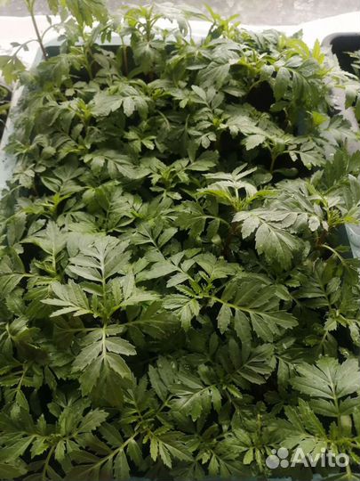 Рассада однолетних цветов