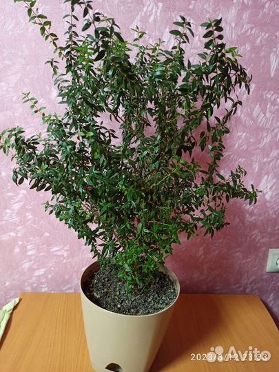 Мирт - символ семейного благосостояния