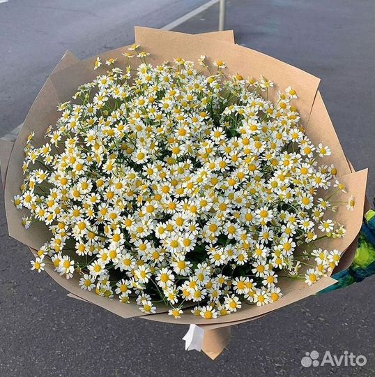 Цветы ромашки