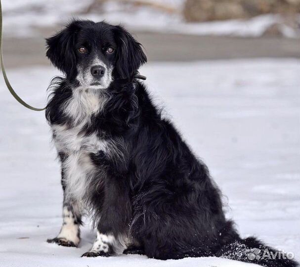 Пес-милота Милош в дар