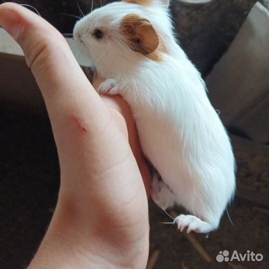 Морские свинки гладкошёрстные