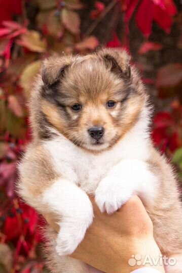 Девочка Шелти