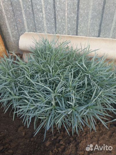 Гвоздика многолетняя 