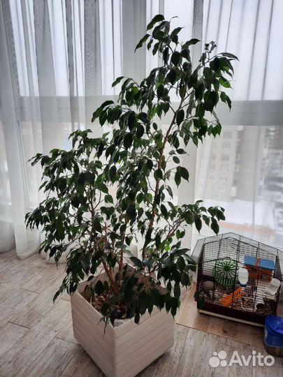 Фикус бенджамина