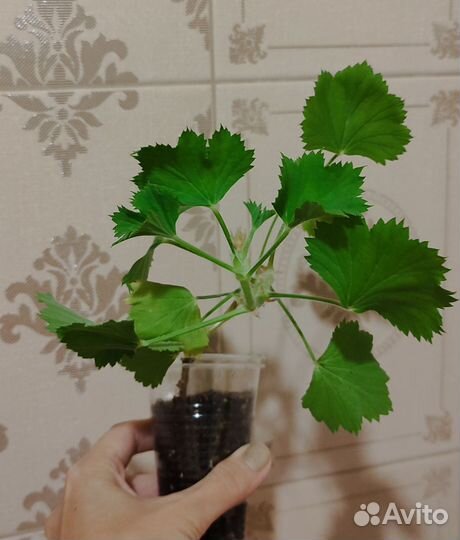 Пеларгонии