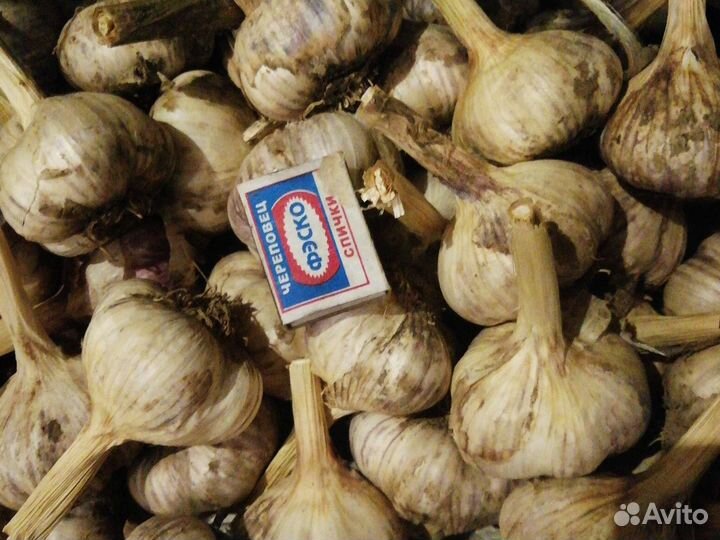 Продам картофель