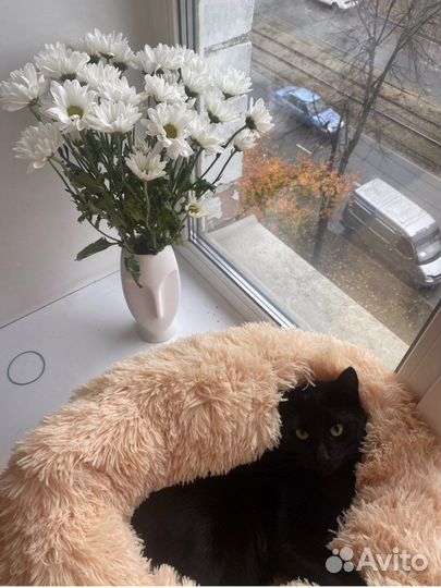 Лежанка домик подстилка для кошек и собак новая