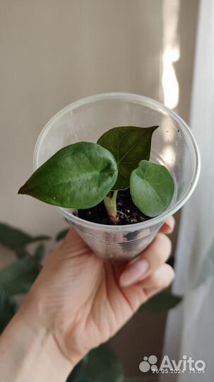 Алоказии серебряный дракон/ венти