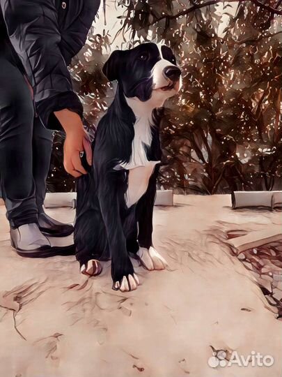 Наимилейший щенок Девочка ищет дом