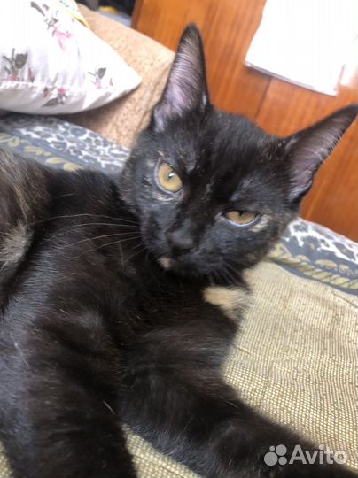 Отдам в добрые руки