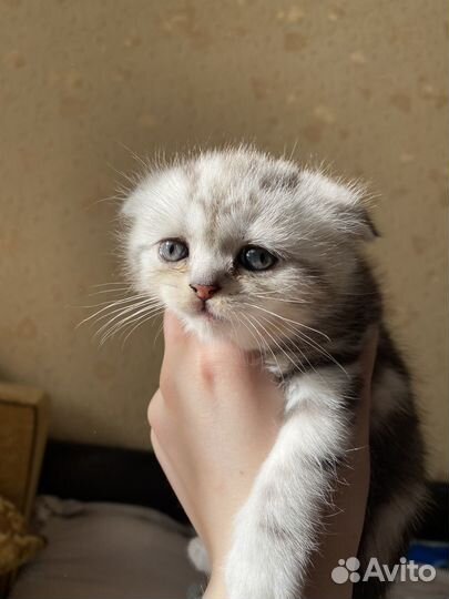 Шотландский котенок