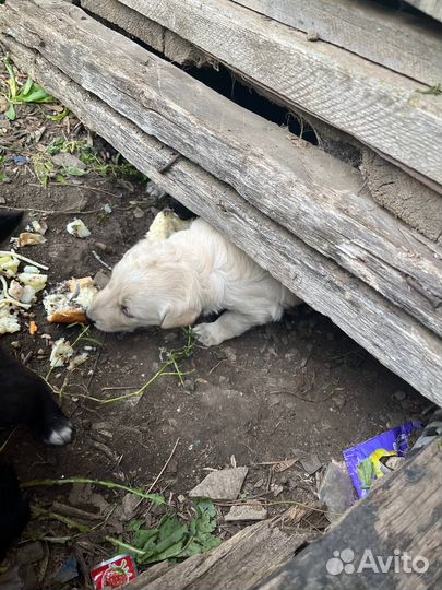 Щенки мальчики и девочки