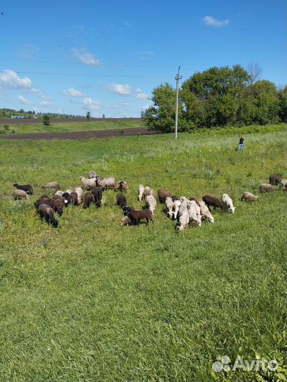 Бараны, овцы