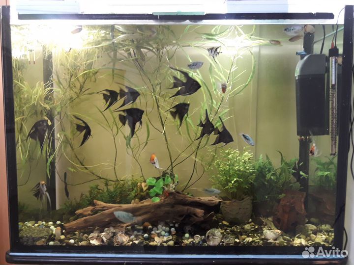 Аквариум