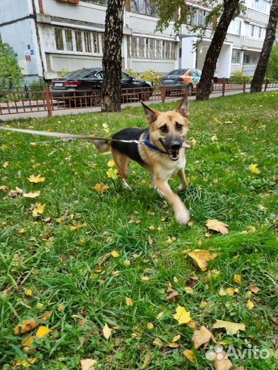 Собака в добрые руки