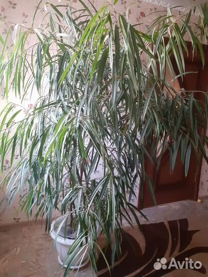 Фикус бенджамина узколистый