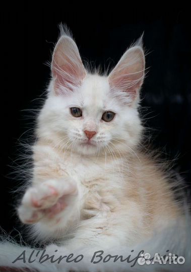 Котята мейн-кун
