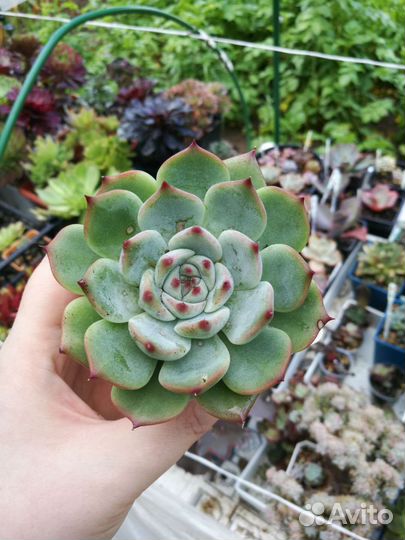 Суккуленты