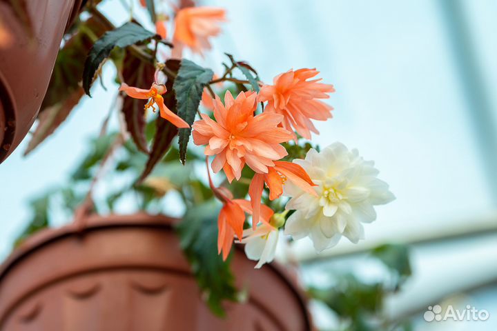 Рассада цветов