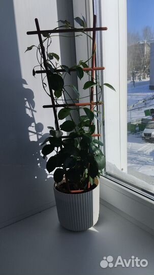 Комнатные цветы