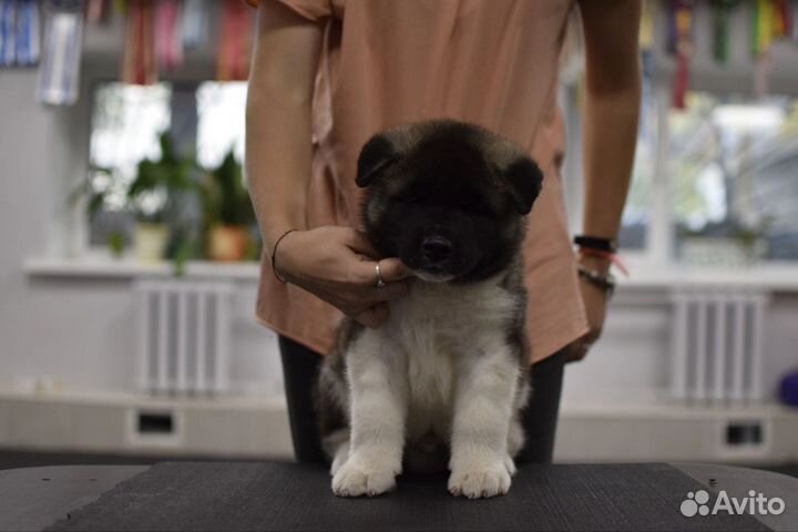 Щенки американской акиты