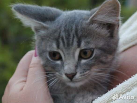 Котята мушкетёры ищут Констанцию