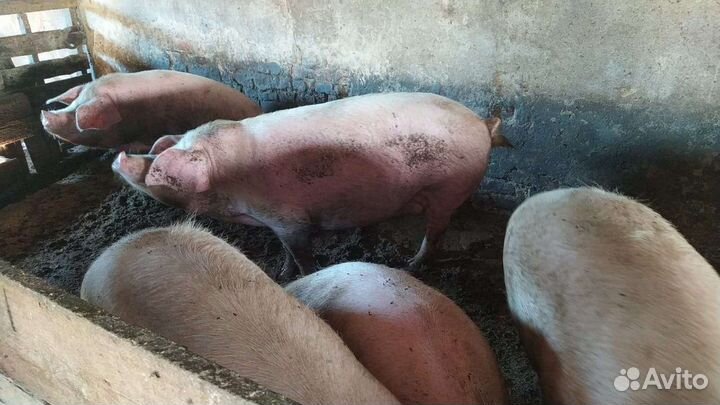 Продам свиней