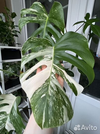 Монстера alba делициоза большая