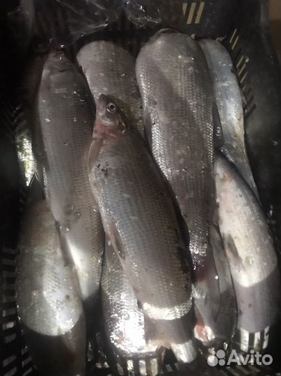 Свежая рыба пелядь