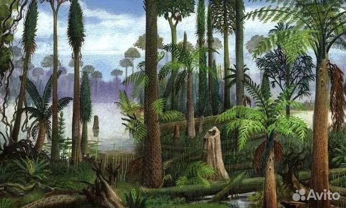 Окаменелое дерево