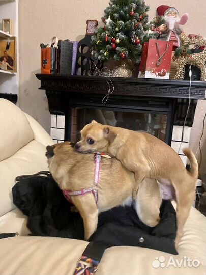 Инструктор по вязке собак Москва и мо,выезд на дом