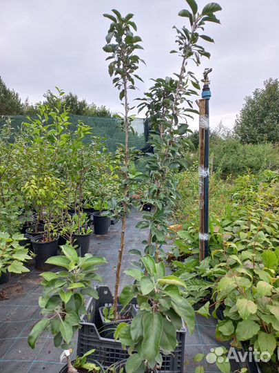 Яблоня колоновидная Валюта, Белое Сладкое, китайка