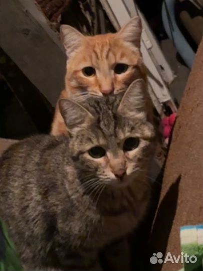 Кошки в добрые руки