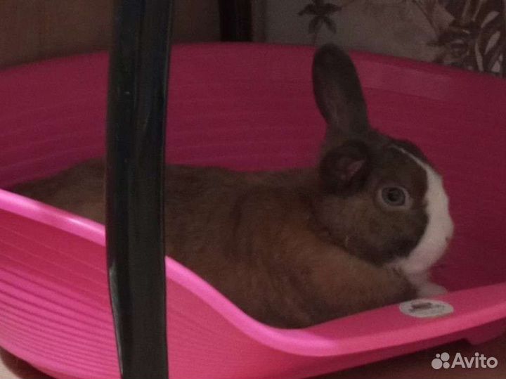 Декоративный кролик. Вязка