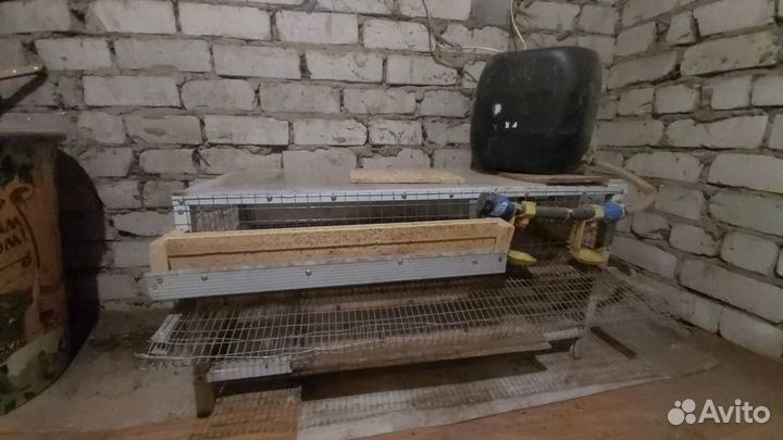 Клетки для перепелов бу