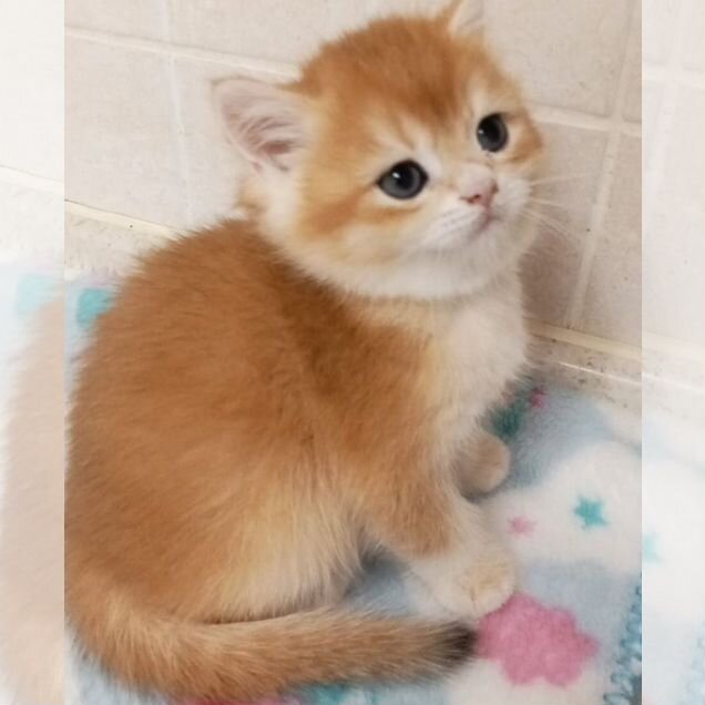 Британский короткошёрстный котёнок