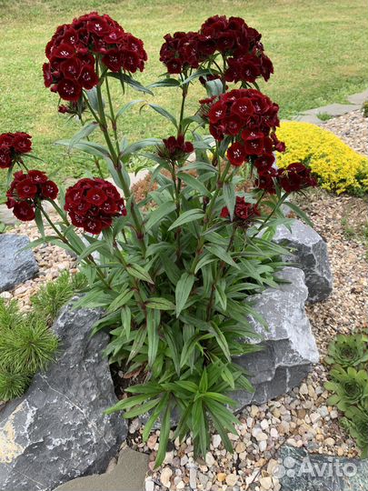 Растения для альп. горок, рокариев