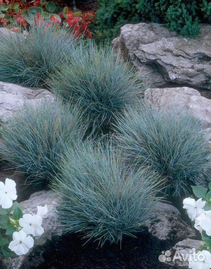 Овсяница голубая