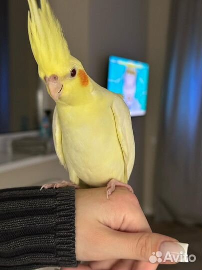 Попугай корелла