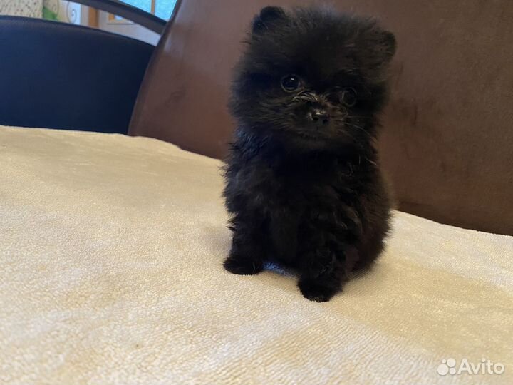 Щенки шпица