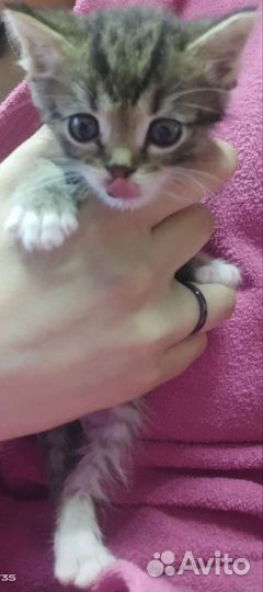 Котята