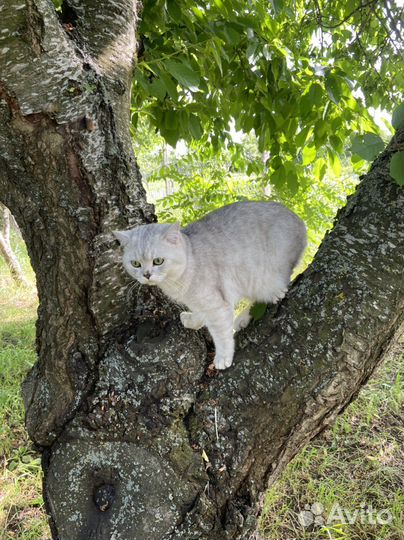 Шотландский кот на вязку