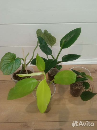 Филодендроны