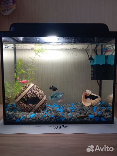 Аквариум с рыбками