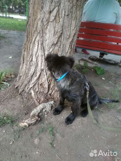 Отдам Щеночка в добрые руки