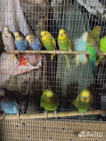 Волнистый попугай