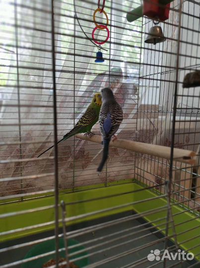 Большая просторная клетка для птиц