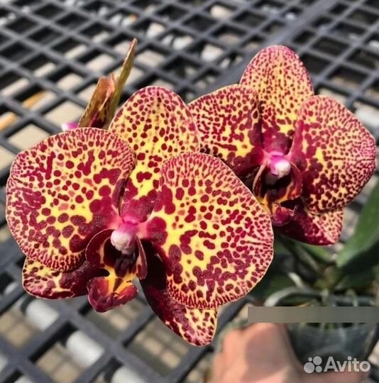 Орхидея Yellow Leopard