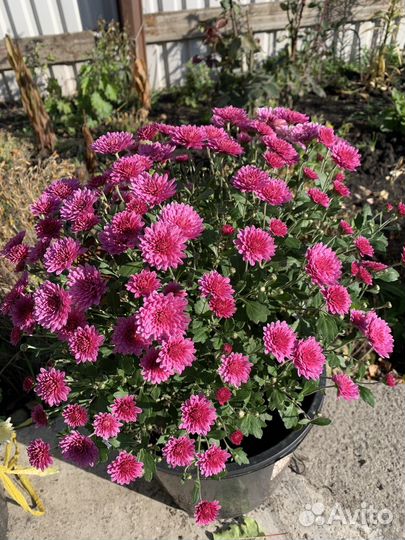 Хризантема мультифлора